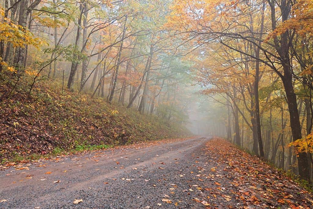 West+Virginia+tree | Misty Autumn Forest Road - Dolly Sods