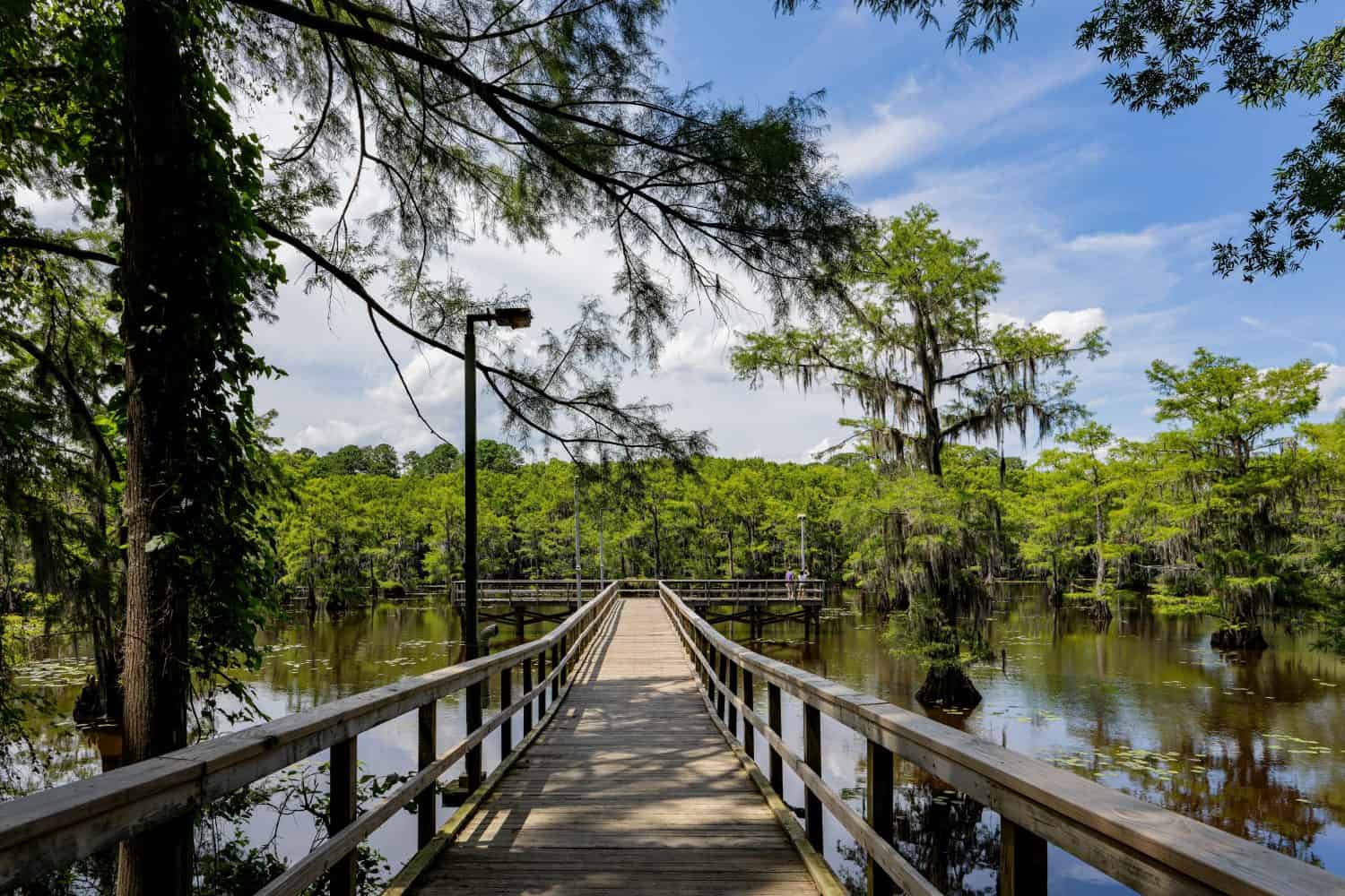 Sunny view of many bald cypress in Caddo Lake State Park at Texas