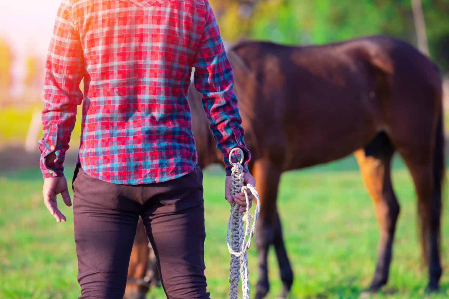 cowboy and Whip,horseman with a whip,Cowboy controlling a horse by whip