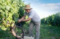 What Retirement Really Looks Like at 65 With $2.7 Million and a Vineyard That Costs $48,000 a Year to Run