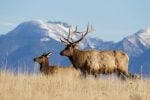 Could You Afford To Retire In Elk Country On $300,000?