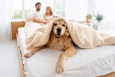 A Dividend Portfolio That Pays For Your Pets