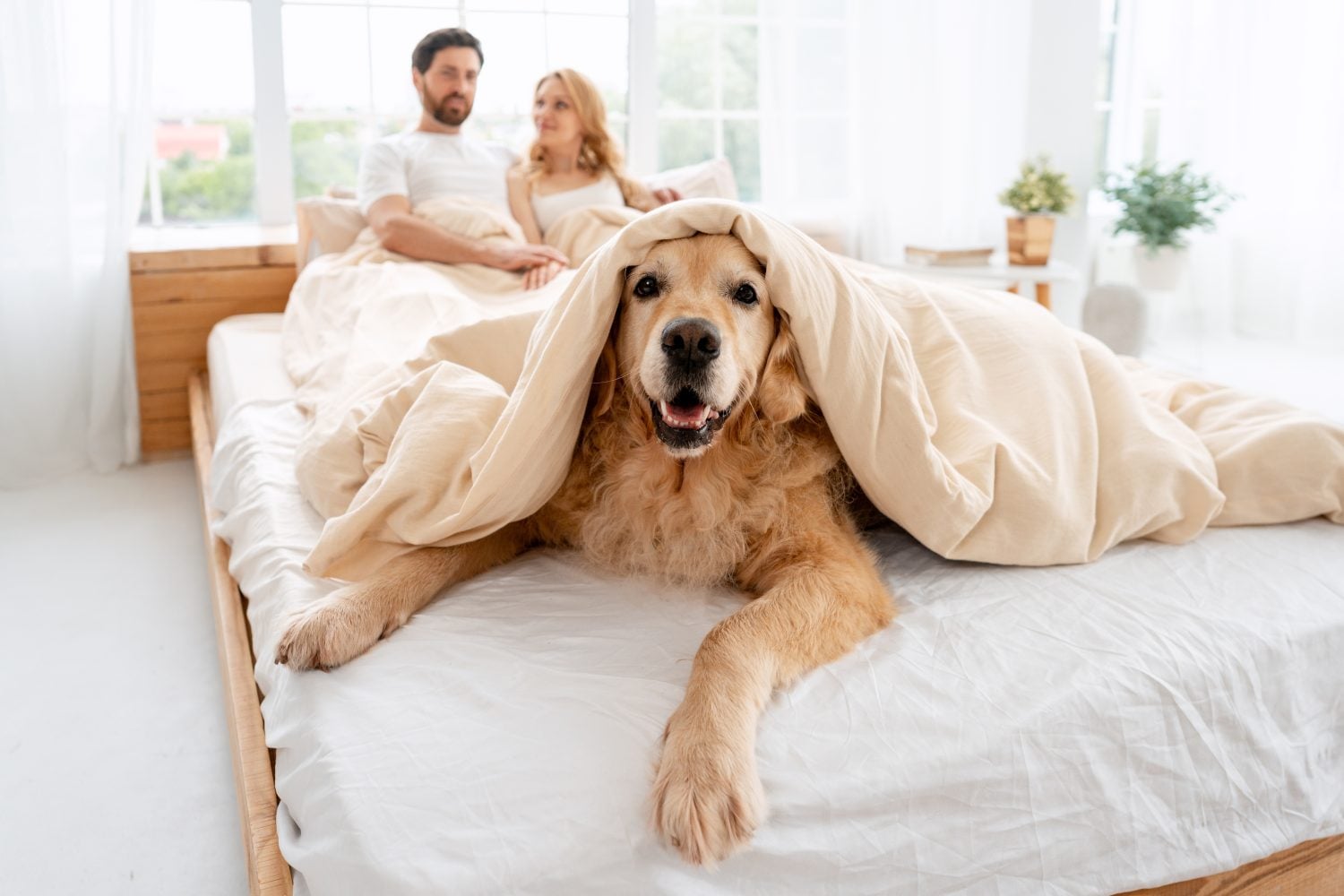 A Dividend Portfolio That Pays For Your Pets