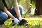 Growing an Income Tree: From $27,000 to $66,000