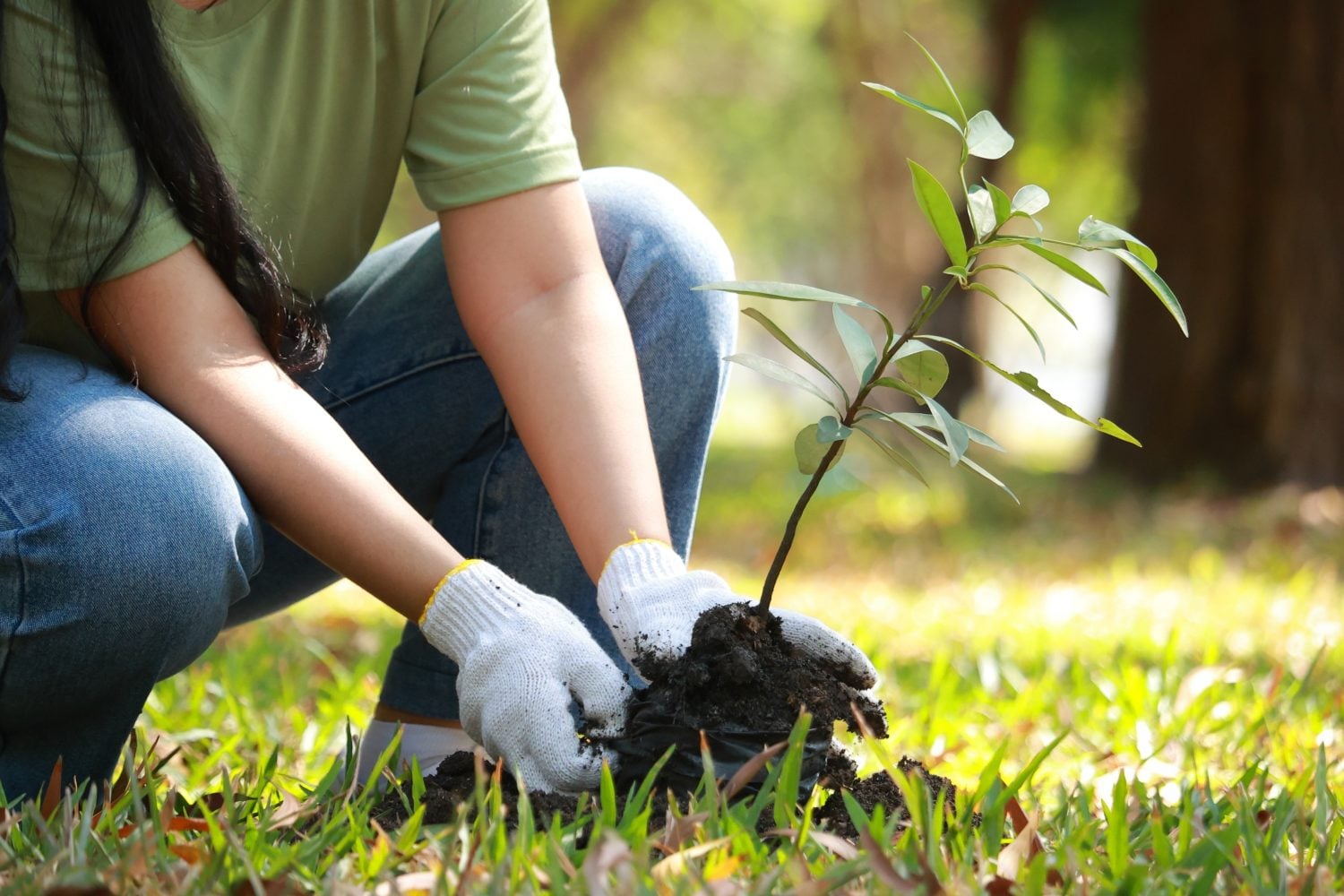 Growing an Income Tree: From $27,000 to $66,000