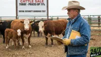 A male rancher wearing a cowboy hat, denim jacket, and work gloves stands in a cattle pen, holding a clipboard and a tan envelope labeled 'FEDERAL BENEFITS'. In the background, several brown and black cows, including a calf, stand on muddy ground. A white sign behind the cattle reads 'CATTLE SALE TODAY - PRICES UP 71%' and 'SOCIAL SECURITY EARNINGS TEST'. A '24/7 WALL ST' logo is in the bottom right.