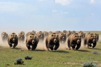Stampede of bears