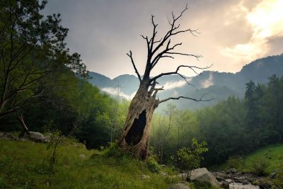 hollowed out dead tree