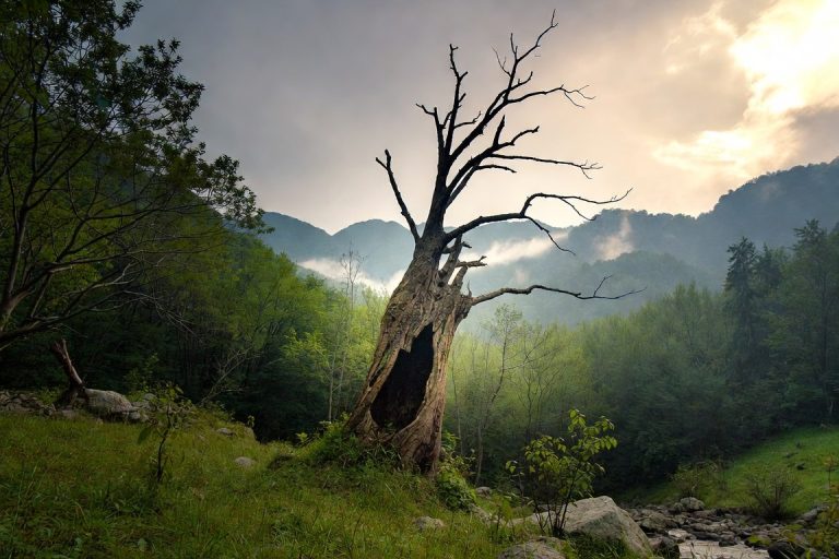This Billionaire Investor Called the Stock Market a 'Hollow Tree ...