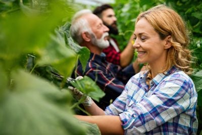 Team of multicultural male and female farmers harvesting and working in organic farm